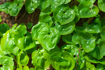 緑が美しい若葉