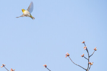 枝から飛び立つメジロ