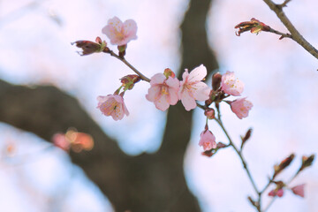 Obraz premium 桜，青空，雲，ピンク