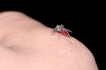 Mosquito