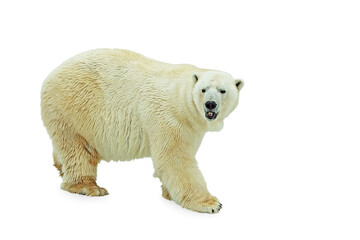 polar bear