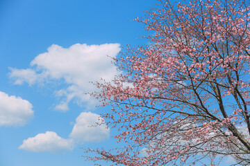 桜，青空，雲，ピンク