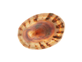 sea shell