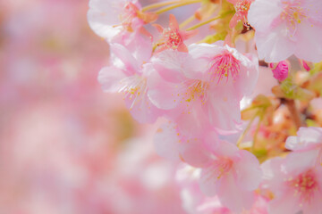 まとまって咲いた河津桜
