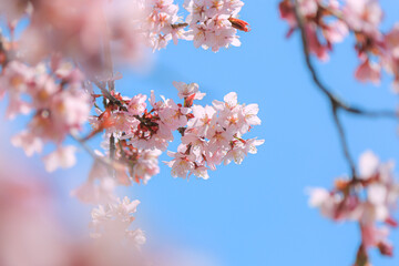 桜，青空，雲，ピンク