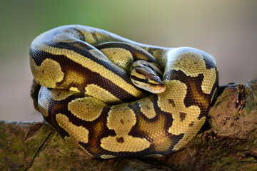 Python  in the  tropocal garden / snake