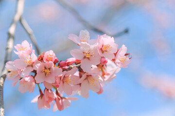 桜，青空，雲，ピンク