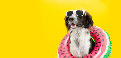 puppy border collie dog summer inside of a watermelon  inflatable wearing sunglasses looking away....