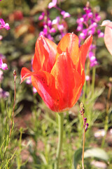 チューリップ フラワー 赤い 美しい 綺麗 かわいい 鮮やか 花畑 春の花 ガーデン 花