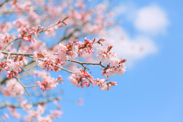 桜，青空，雲，ピンク