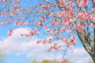 桜，青空，雲，ピンク