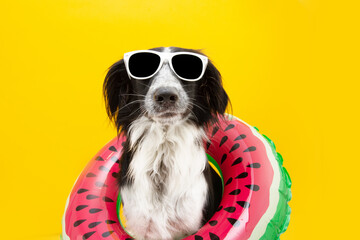 puppy border collie dog summer inside of a watermelon  inflatable wearing sunglasses. Isolated on...