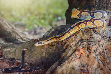 Python  in the  tropocal garden / snake