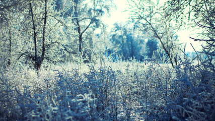 Winter's Tale. Beautiful landscape with a van on branches of trees with snow