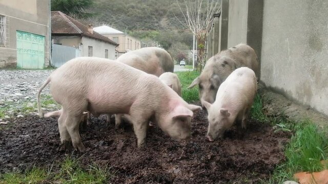 pigs graze in the village. On the farm, a group of beautiful pigs pink, brown. On a walk, they eat something fun, concept: ecology, animal husbandry, agriculture, bio, food.