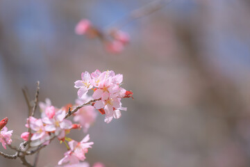 桜，青空，雲，ピンク