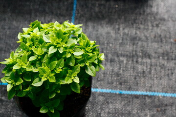 マイクロバジル