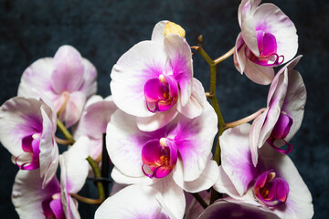 Orchid flowers on a dark background in close-up