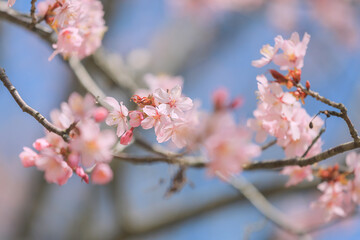 Obraz premium 桜，青空，雲，ピンク