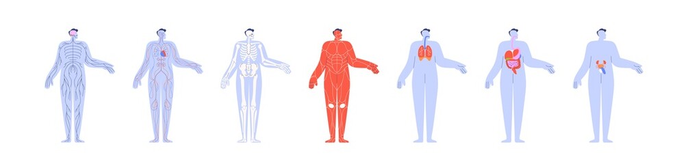 Human body anatomy and its internal structures. Charts of nervous, cardiovascular, skeletal, muscular, respiratory, digestive and urinary systems. Flat vector illustration isolated on white background