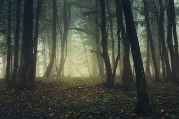 Fototapeta premium foggy woods background