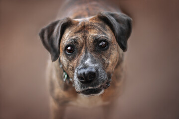 close up of a beautiful brown dog