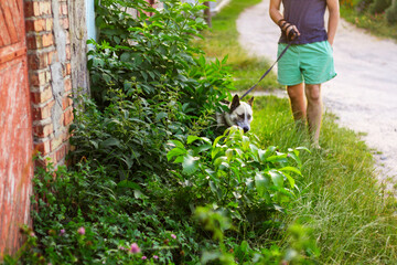 Defocus young man with his dog walking outdoor during summer day. Hound dog seating through tall thick grass or weeds at the background. Out of focus