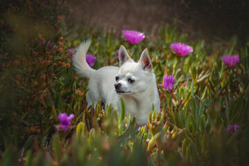 chihuahua puppy playing with flowers