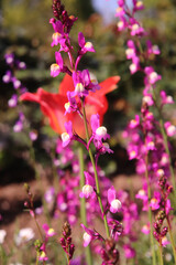 チューリップ ピンク オレンジ 綺麗 かわいい 鮮やか 花畑 美しい 自然 花びら
