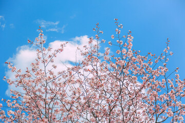 桜，青空，雲，ピンク