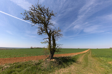 Spring landscape with sown fields and blue sky