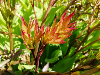 peony bush leaves, natural background