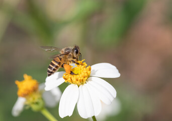 Fototapeta premium Bee collecting honey on nature flower - Macro Photography Series