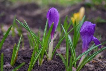 2 blue crocus freshly blossomed on a sunny spring day. Close-up. Delicate crocuses in the garden...