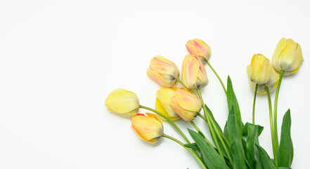 Obraz premium yellow tulips on white background, top view, copy space