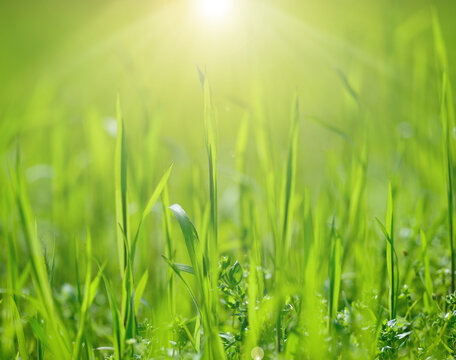 lawn with green lush grass in the park on a spring day © nndanko