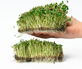 green flax sprouts on a white background, useful microgreen on a white background