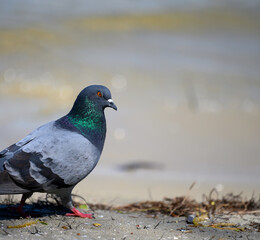 a city pigeon walks on the ground on a summer day