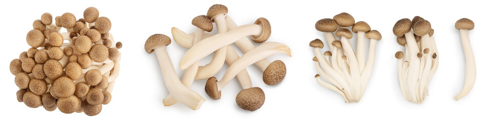 Fototapeta na wymiar Brown beech mushrooms or Shimeji mushroom isolated on white background. Set or collection