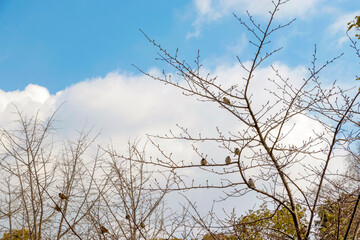 Fototapeta na wymiar 公園の木にとまるスズメ