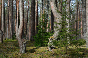 Two crooked trunks of tall pines and two small spruces in a pine forest, where sunlight enters through the upper branches, creating contrasting lighting.