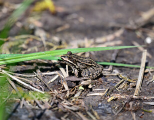 river frog sitting on the ground on a spring day