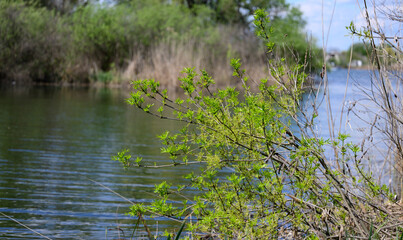 Landscapes of the Dnieper river floodplain on a spring day