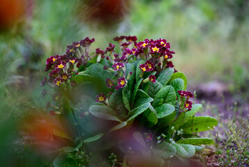 bush with large green leaves and red flowers Primula acaulis in the garden on a spring afternoon