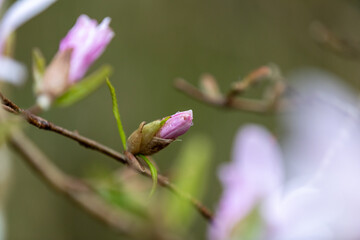 Magnolia kobus (mokryeon, kobus magnolia or kobushi magnolia) blossoms at Kawashima-cho Magnolia Stellata Community, Kawashima-cho, Yokkaichi, Mie, Japan