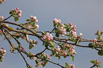 Flowers of the fruit trees on a spring day