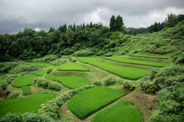 Fototapeta premium 稲生い茂った緑の棚田