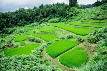 星峠から見る青々とした夏の棚田