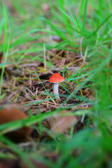 red little mushroom in the grass