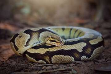 Python  in the  tropocal garden / snake